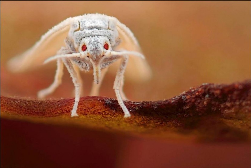 Hama lalat putih menghancurkan 50 persen tanaman pangan warga Afrika Utara 