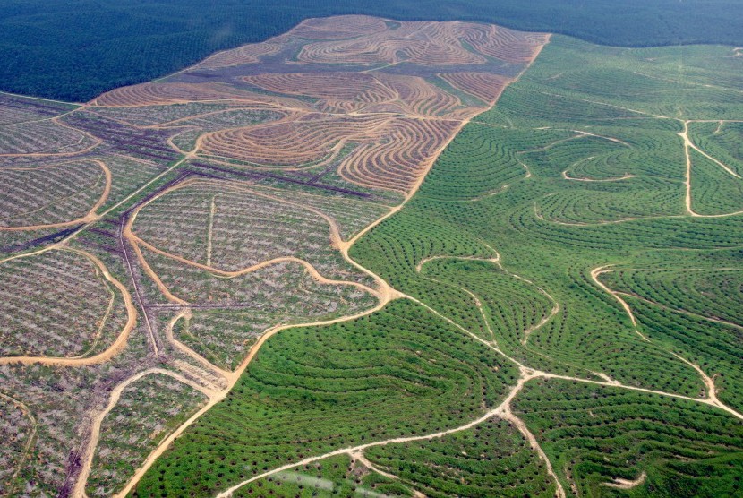 Aerial view of palm plantation in Riau province. 