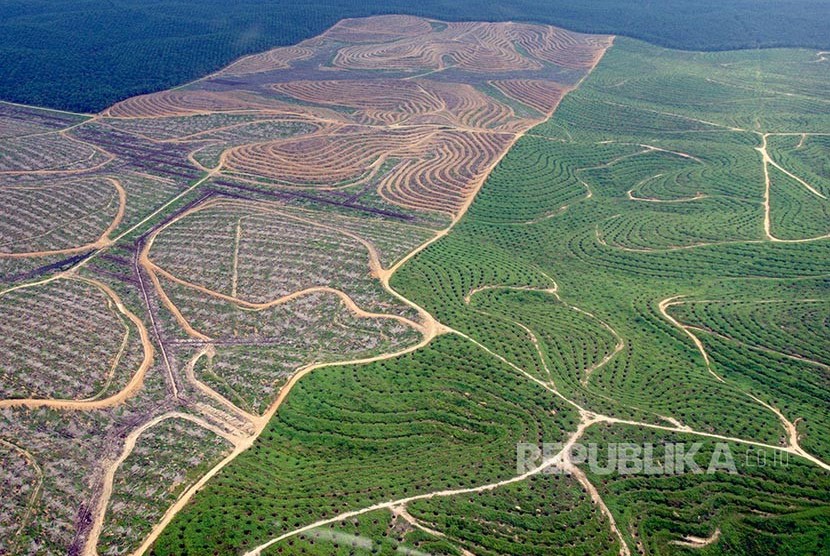 Hamparan perkebunan kelapa sawit membentuk pola terlihat dari udara di Provinsi Riau, Selasa (21/2). 