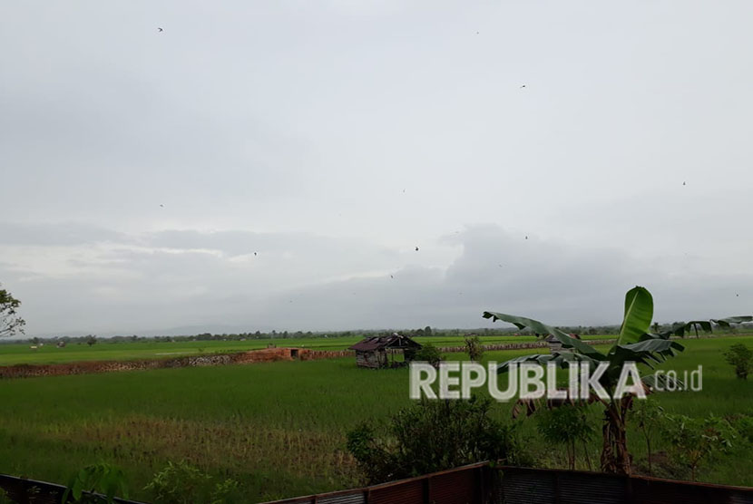 Hamparan Sawah di atas Lahan Gambut, Kampung Purun, Kelurahan Palam, Kecamatan Cempaka, Banjar, Kalsel, Sabtu (28/4).