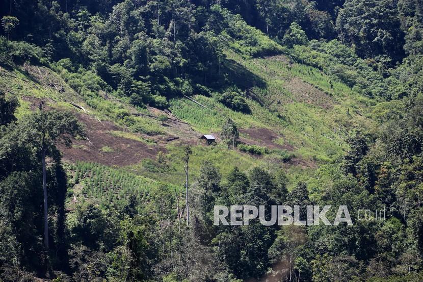 Polisi Temukan Ladang Ganja di Selatan Tasikmalaya (ilustrasi).