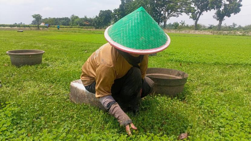 Petani di Kabupaten Indramayu membudidayakan tanaman semanggen (semanggi). 