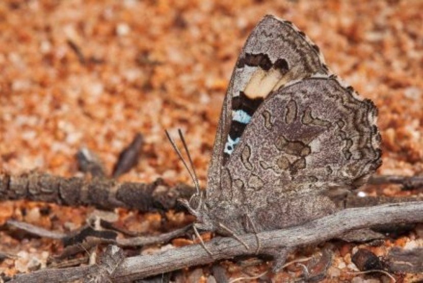 Hanya ada satu koloni kupu-kupu karnivora perunggu biru coklat seperti ini yang dijumpai di dunia.