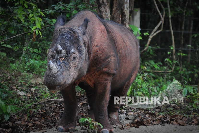 Harapan, badak sumatra badak berada di Suaka Rhino Sumatra (SRS)-Taman Nasional Way Kambas (TNWK) Lampung Timur, Rabu (27/7).