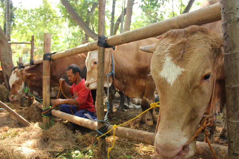 Harga hewan kurban di Kota Cirebon, Jawa Barat, meningkat.