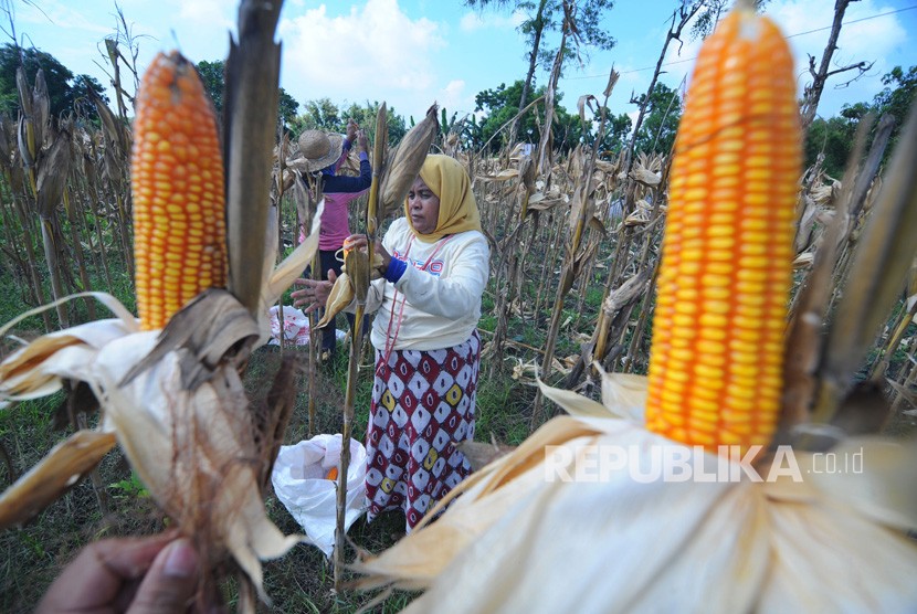 Petani panen jagung jenis hybrida di Desa Penaguan, Pamekasan, Jawa Timur, Ahad (24/2).