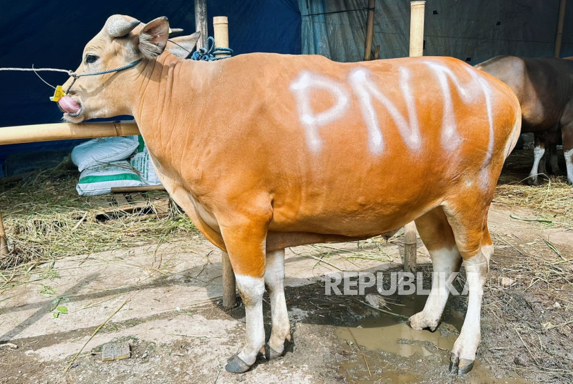 Hari jadi ke-26 dan perayaan Idul Adha yang berdekatan, dimanfaatkan PNM untuk mengajak karyawan bersedekah kurban guna membangkitkan kepedulian terhadap sesama. 