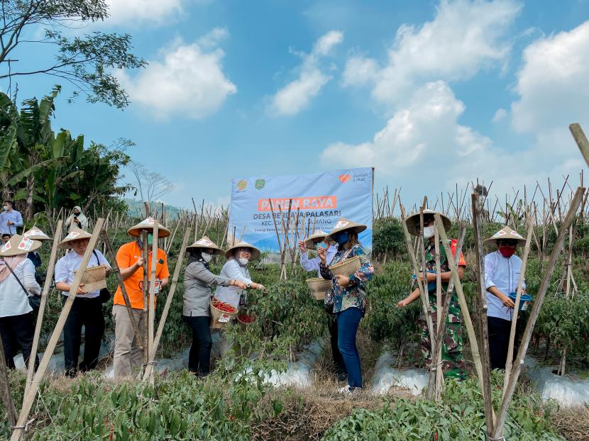 Hari Rabu (5/1/2022), program Tani Muda yang merupakan binaan Rumah Zakat di Kecamatan Palasari, Kabupaten Subang Jawa Barat (Jabar) melakukan panen cabai merah.