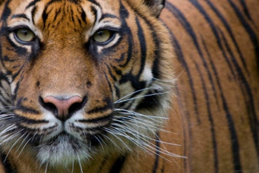 BKSDA Sumsel Kerahkan Petugas Cek Harimau Masuk Perangkap