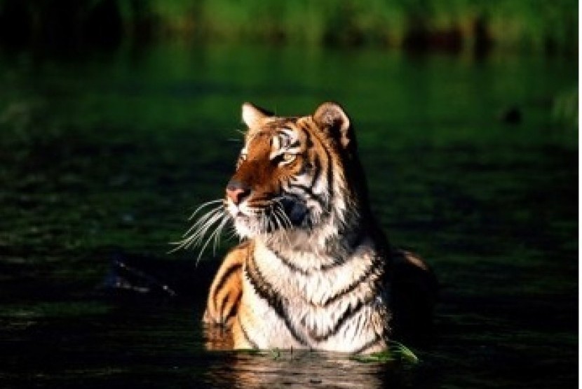 Harimau Benggala di Ambang Kepunahan | Republika Online
