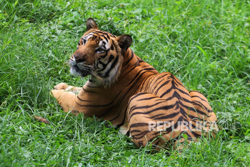 Harimau benggala (Panthera tigris-tigris) berada di dalam kandang di Taman Margasatwa Medan (TMM), Medan, Sumatra Utara, Rabu (25/7).
