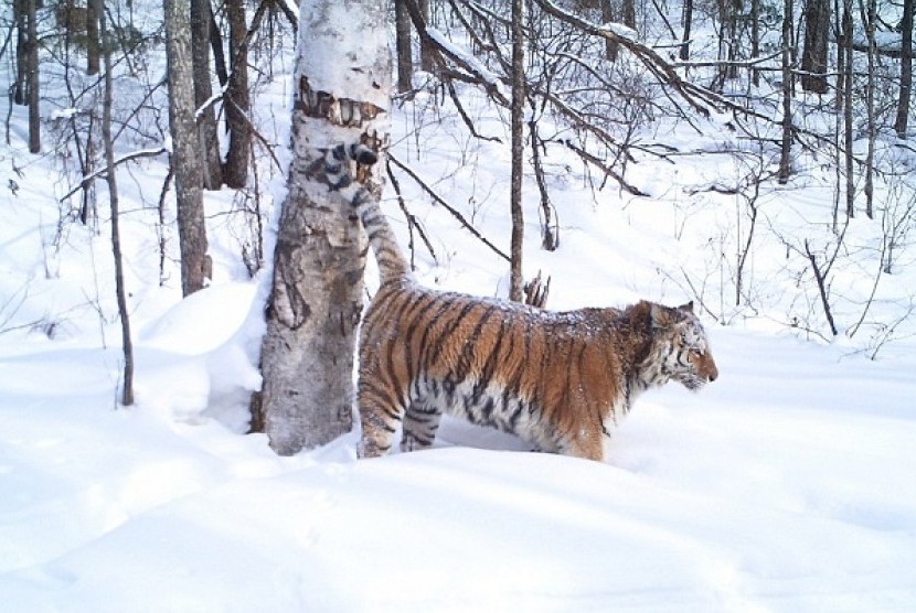 harimau di Siberia