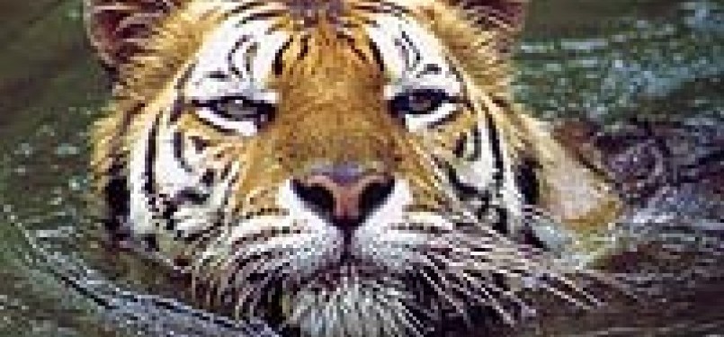 Harimau Jawa. Ilustrasi