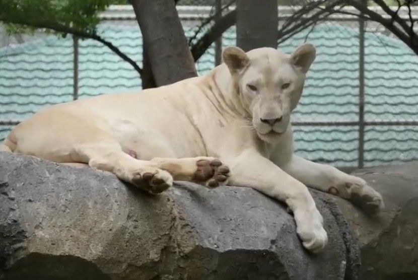 Harimau putih di Fauna Land, Ancol, Jakarta Utara