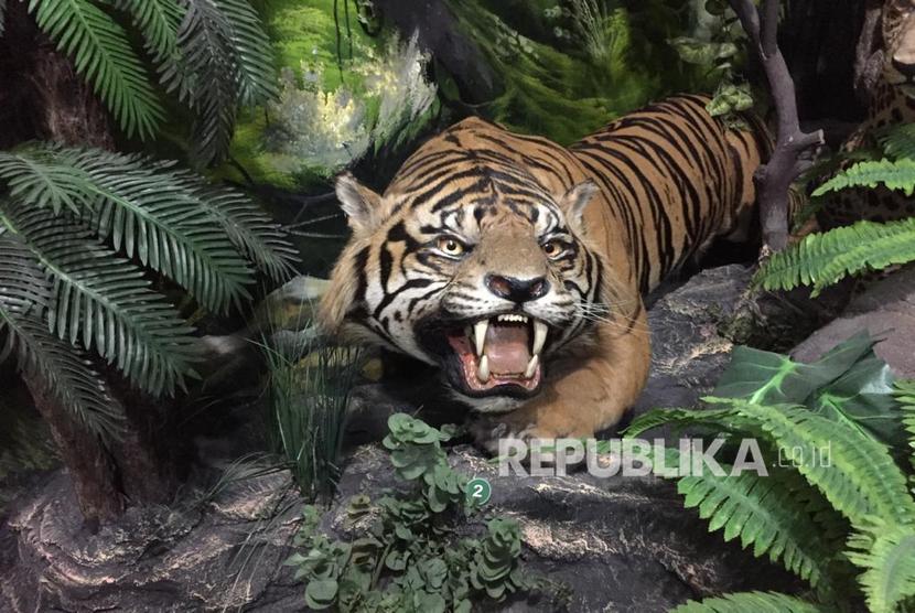 Satwa Liar Diduga Harimau Terdeteksi di Lereng Gunung Wilis (ilustrasi)