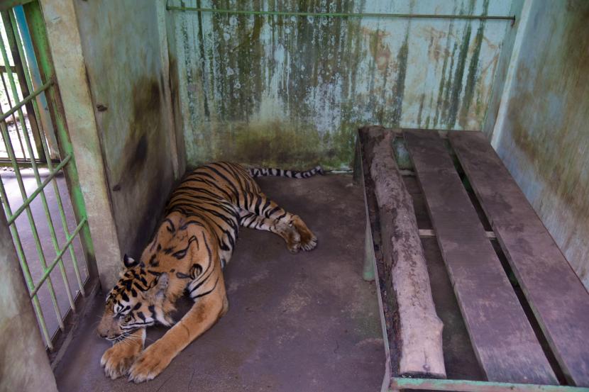 Harimau sumatera bernama Bintang Baringin berada di kandang Medan Zoo, Kota Medan. Walkot Bobby Nasution sebut penutupan Medan Zoo bukan berarti ganti kepemilikan.