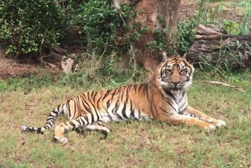 Harimau Sumatera bernama Djelita ini lahir di penangkaran, San Diego, pada tahun 1991. 