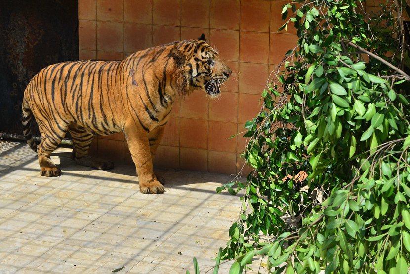 Harimau Sumatera bernama Giring di  Taman Safari Indonesia, Cisarua, Bogor (10/6).  (Foto :  dok. Humas Kemenhut)