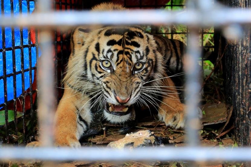 Harimau Sumatra liar berada di dalam kandang jebak (box trap) di kawasan Desa Lhok Bengkuang, Kabupaten Aceh Selatan, Provinsi Aceh, Senin (25/7/2022). 