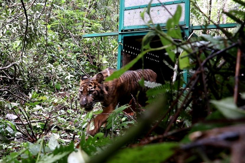 Harimau Sumatra liar meninggalkan kerangkeng besi saat proses pelepasliaran.