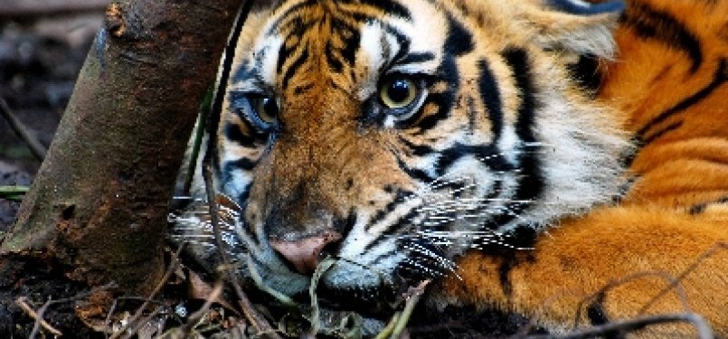 Harimau Sumatera (panthera tigris sumatrae).