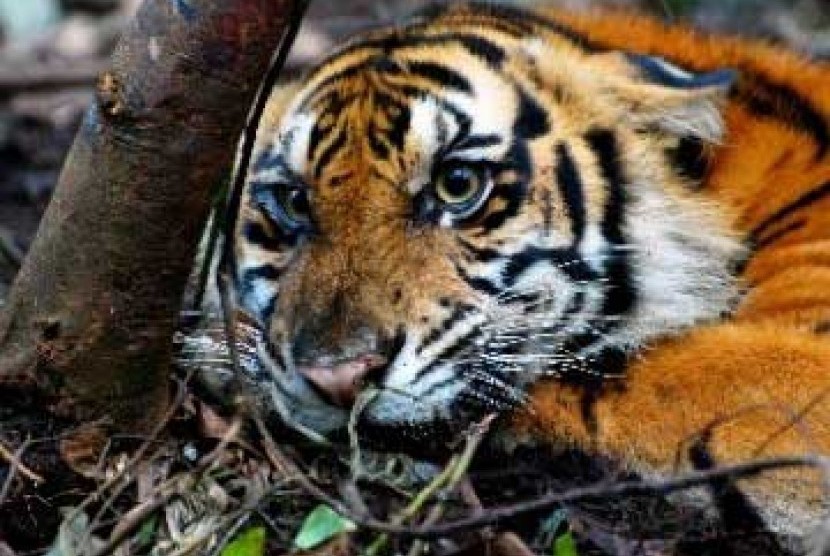 Harimau Sumatera (panthera tigris sumatrae).