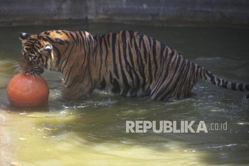 Harimau Sumatra (Panthera Tigris Sumatrae) bermain bola dikandangnya di Solo Zoo Taman Satwa Taru Jurug (TSTJ).