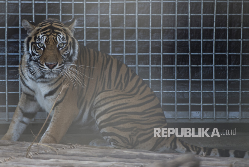 Harimau Sumatera (panthera tigris sumatrae) bernama Leony di kandang di Pusat Rehabilitasi Harimau Sumatera Dharmasraya (PR-HSD) di Dharmasraya, Sumatera Barat, Jumat (28/7).