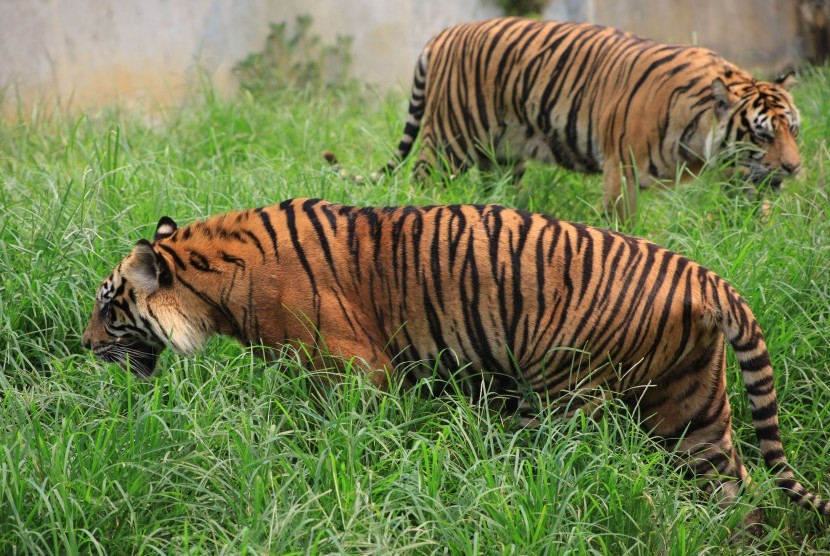 Ilustrasi Harimau Sumatera (Panthera tigris sumatrae).  