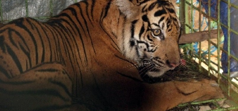Harimau Sumatera (Panthera Tigris Sumatrae) yang berhasil ditangkap petugas Balai Konservasi Sumber Daya Alam (BKSDA) Bengkulu, di Dusun Rantau Panjang, Desa Talang Sebaris, Kecamatan Air Periukan, Kabupaten Seluma, Rabu (9/3).