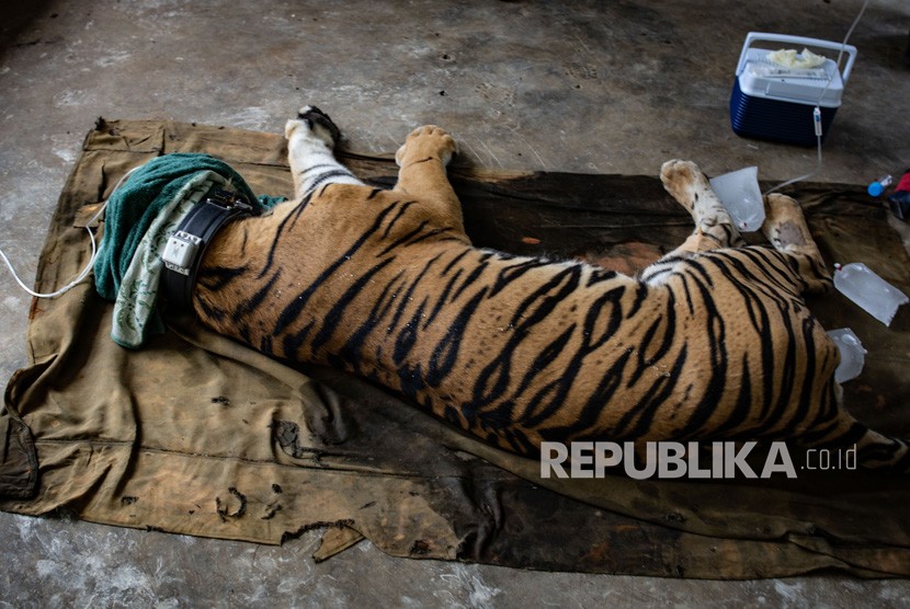 Harimau Sumatra (Panthera tigris sumatrae) bernama Antan Bintang dalam kondisi dibius saat akan dilepasliarkan, di PR-HSD Yayasan ARSARI, Dhamasraya, Sumatera Barat, Senin (29/7/2019). 