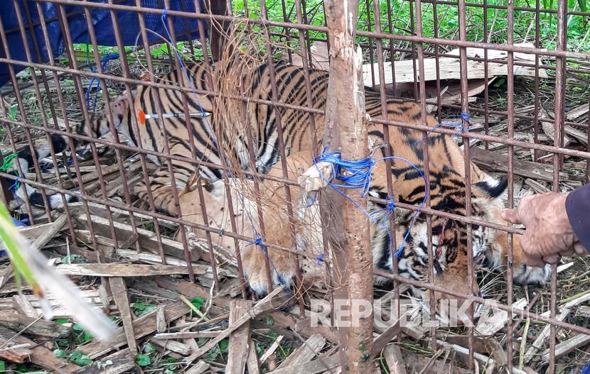 Harimau Sumatra (Panthera Tigris Sumatrae) yang berada didalam perangkap milik Balai Konservasi Sumber Daya Alam (BKSDA) Aceh Selatan di Desa Jambo Dalem, Kecamatan Trumon Timur, Aceh Selatan, Aceh, Senin (15/6/2020). Harimau Sumatra berjenis kelamin betina tersebut diperkiran berumur 3-4 tahun dan berhasil dievakuasi setelah masuk perangkap milik BKSDA setempat. 