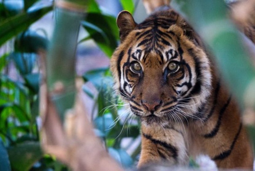 Harimau sumatra 
