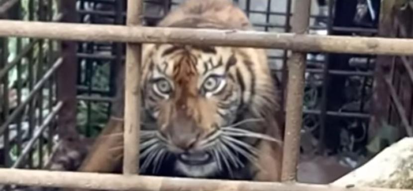 Harimau yang ditangkap warga di Gantung Ciri.