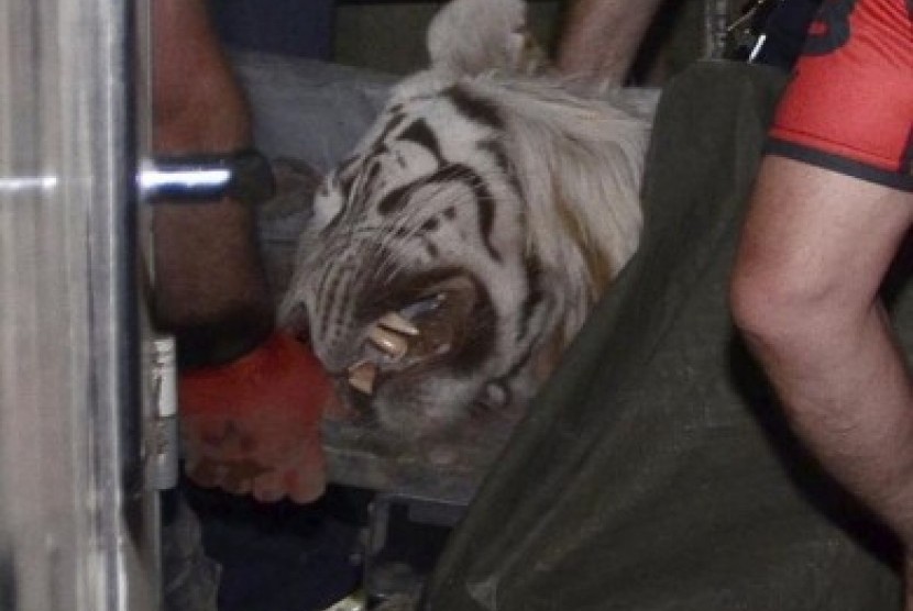 Harimau yang lepas dari Kebun Binatang Tbilisi tertangkap kamera.