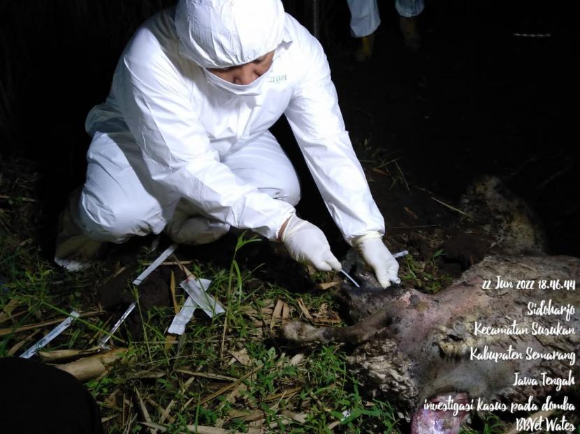 Hasil dari uji laboratorium BBVeteriner Wates, Kementerian Pertanian menyimpulkan penyelidikan terhadap temuan puluhan bangkai domba di Sungai Serang, Kecamatan Susukan, Kabupaten Semarang.