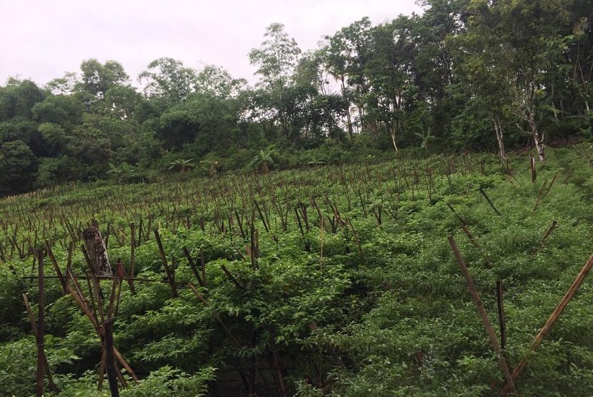 Hasil pemantauan langsung ke lapangan, produksi cabai dan bawang merah di Sukabumi terpantau aman dan siap memenuhi kebutuhan Jabodetabek.
