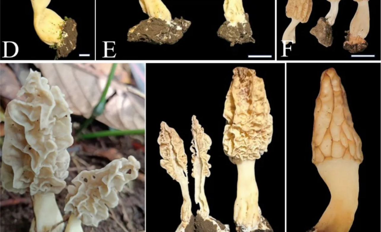 Hasil pindai Morchella rinjaniensis, spesies jamur morel baru yang ditemukan oleh peneliti Badan Riset dan Inovasi Nasional (BRIN) di kawasan Cagar Biosfer Rinjani, Lombok, Nusa Tenggara Barat.