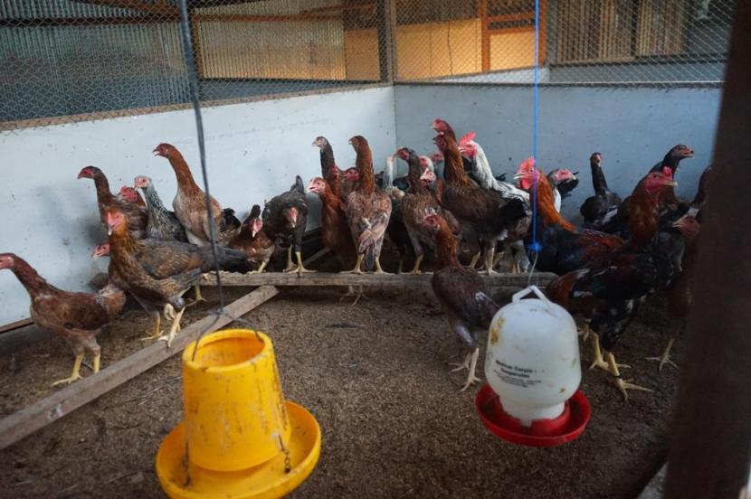 Hasil ternak ayam di Desa Singa Gembara, Kecamatan Sangatta Utara, Kabupaten Kutai Timur, Kalimantan Timur. 