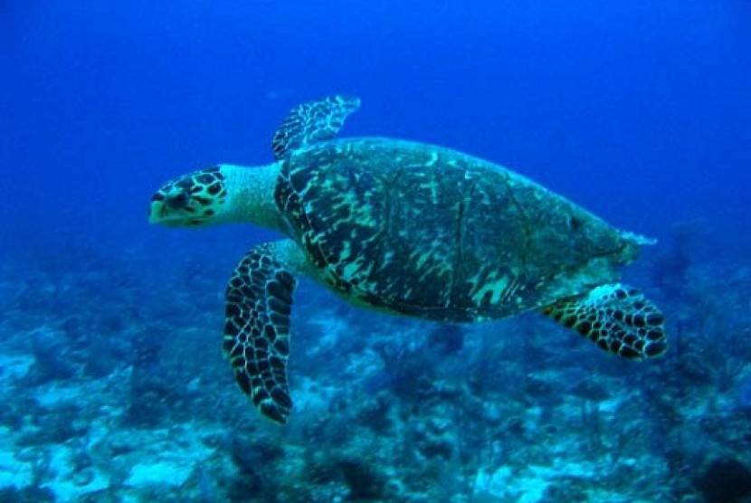 Hawksbill sea turtle (illustration)