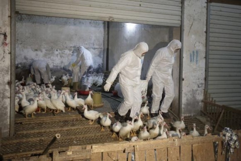 Health officials in protective suits transport sacks of poultry as part of preventive measures against the H7N9 bird flu at a poultry market in Zhuji, Zhejiang province January 6, 2014.