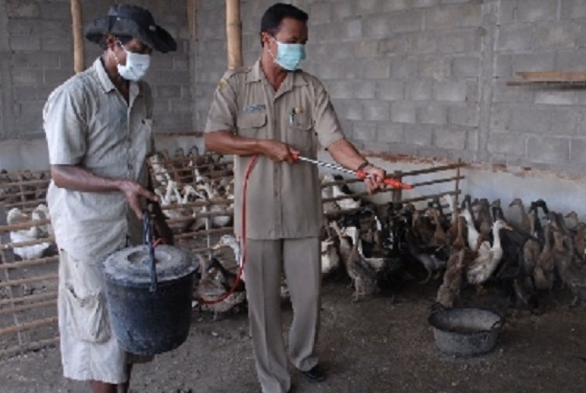 Health workers spray disinfectant in a duck farm to prevent the spread of avian flu virus sub clade 2.3.2.1  (illustration)
