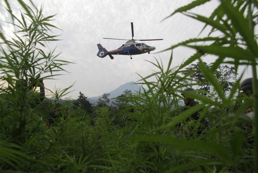 Helikopter yang mengangkut Kapolri Jenderal Pol. Badrodin Haiti melintas di sekitar ladang ganja yang berhasil diamankan aparat kepolisian di perbukitan Desa Lamteba, Kecamatan Seulimum, Kab Aceh Besar, Aceh, Jumat (1/4).