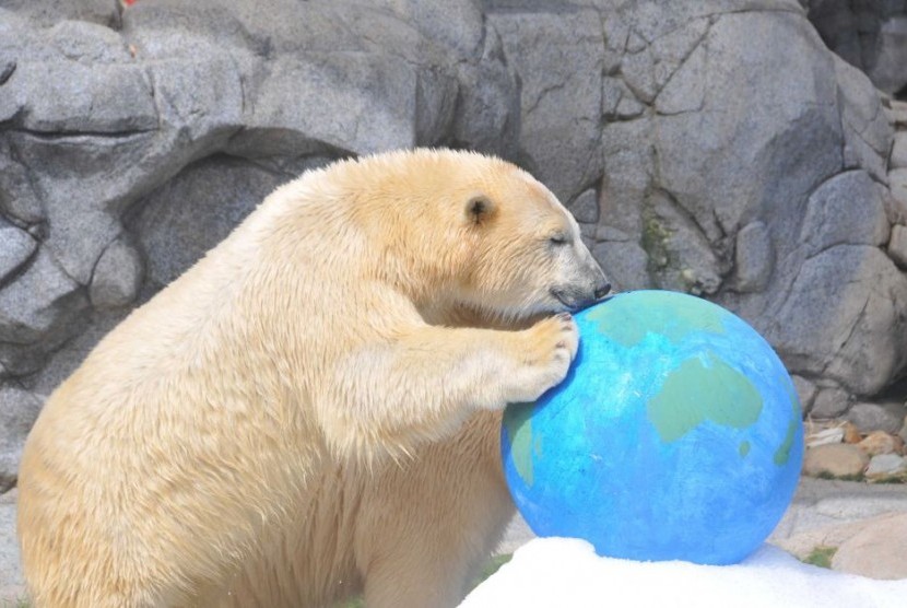 Henry si beruang kutub akan dipindahkan dari Sea World di Gold Coast ke habitatnya di Kanada.