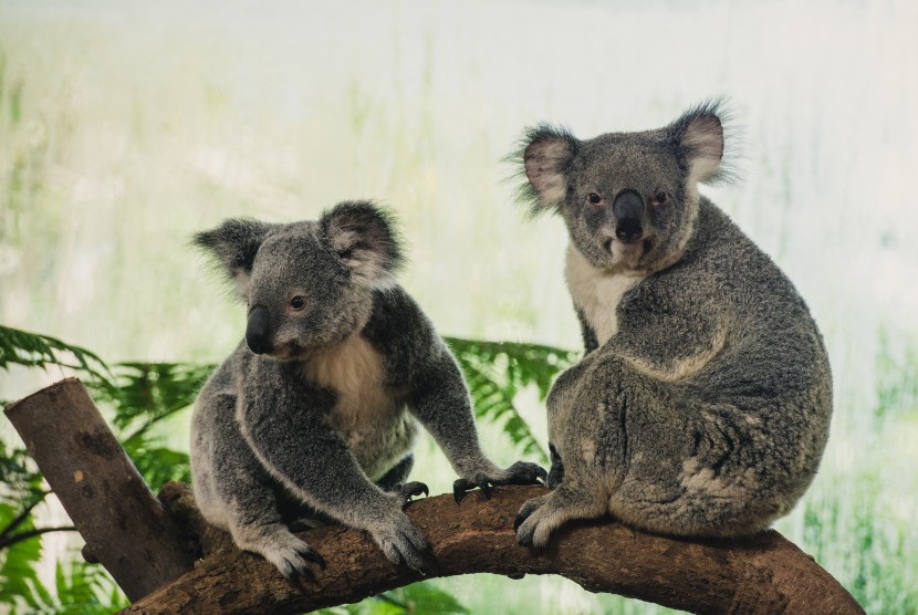 Hewan asal Australia, Koala