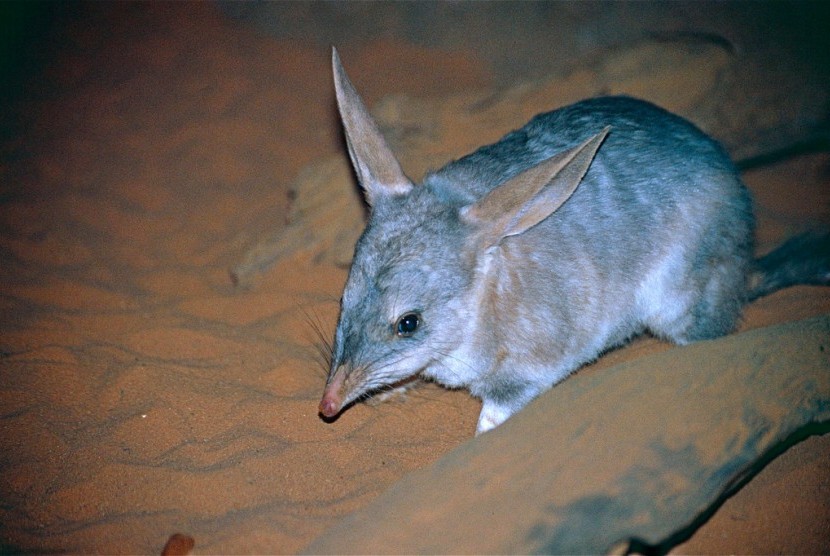 Hewan asli Australia, bilby.