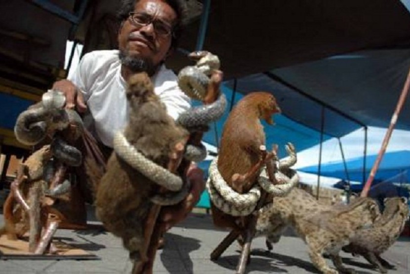 HEWAN AWETAN. Seorang pedagang menata hewan awetan yang dijual dengan harga Rp 40-75 ribu, di kawasan Alun-alun Utara, Yogyakarta, Rabu (13/1). Perburuan secara berlebihan berbagai hewan seperti Kucing Hutan, Rase, Tupai serta Ular yang selanjutnya diawetk