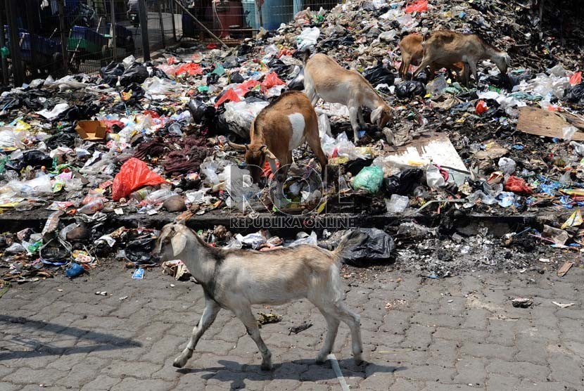 Hewan berjenis kambing sedang memakan tumpukan sampah di kawasan Pluit, Jakarta Utara, Jumat (19/9). (Republika/ Tahta Aidilla)