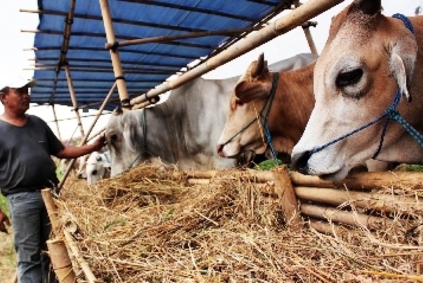 Hewan kurban (ilustrasi). Pedagang hewan kurban di Kota Cirebon, Jawa Barat, mengakui adanya penurunan penjualan karena adanya larangan mendatangkan hewan dari luar daerah akibat mewabahnya Penyakit Mulut dan Kuku (PMK).