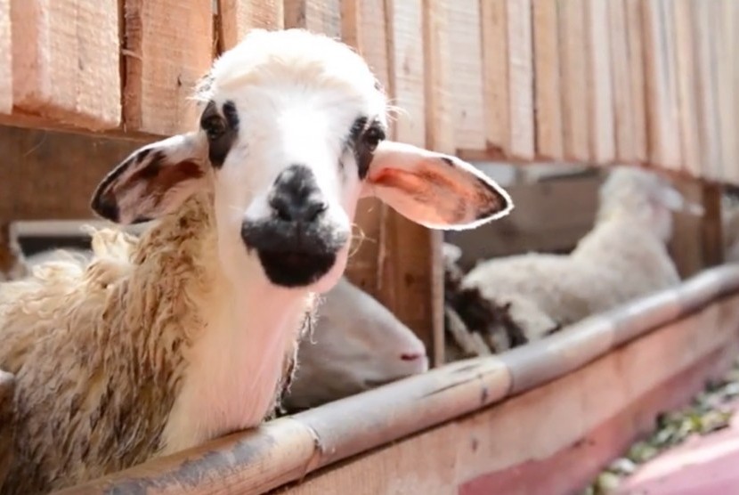 Pedagang hewan kurban jenis sapi di Depok, Jawa Barat menggunakan barcode untuk mengetahui keadaan kesehatan dan riwayat hewan sehingga para konsumen merasa nyaman.  (Ilustrasi)